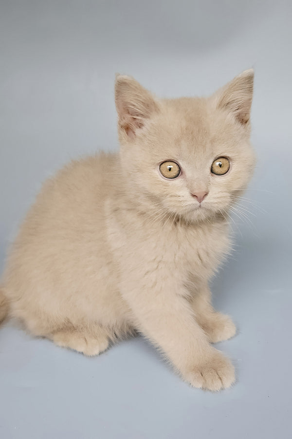 Tima | British Shorthair Kitten