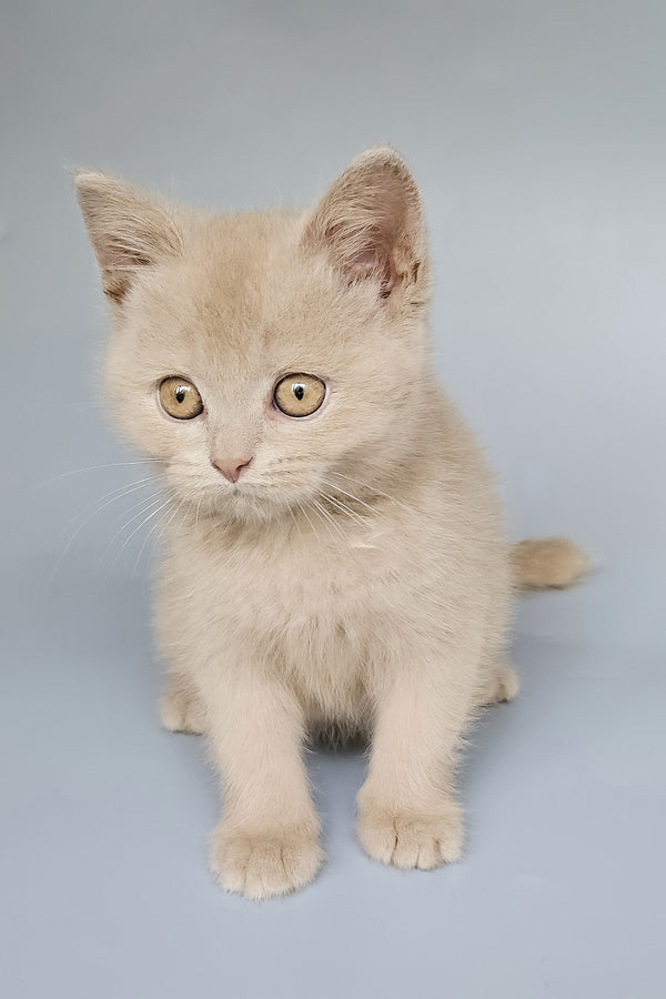 Tima | British Shorthair Kitten