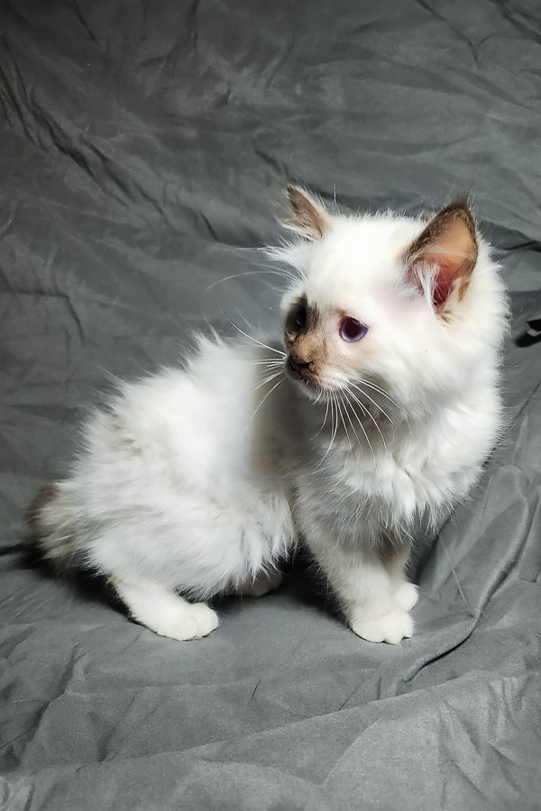Timon | Ragdoll Kitten