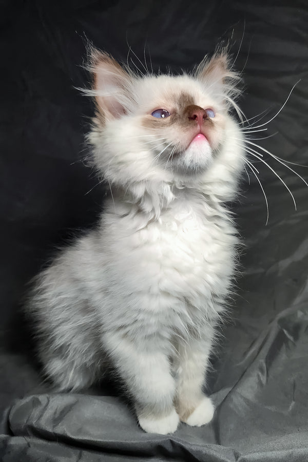 Timon | Ragdoll Kitten