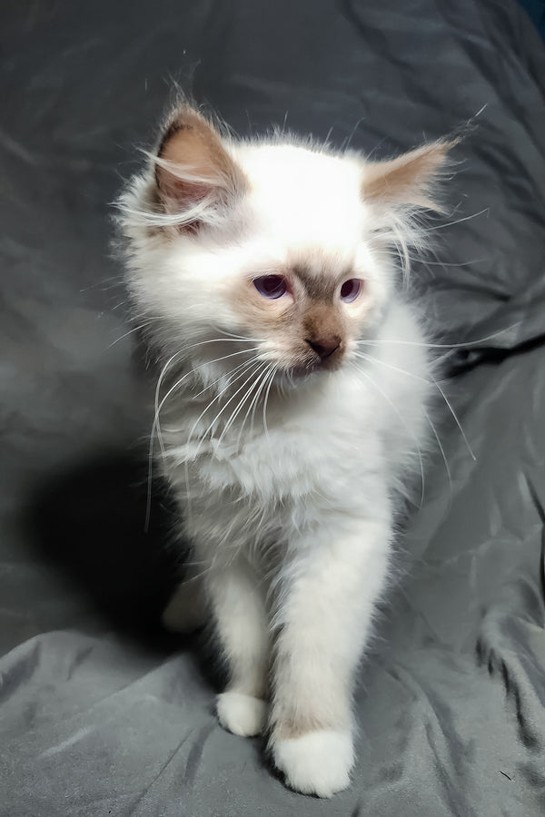 Timon | Ragdoll Kitten