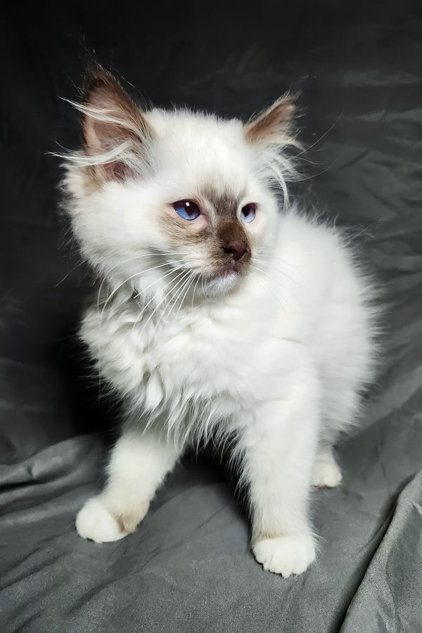Timon | Ragdoll Kitten