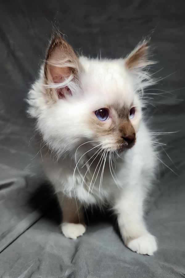 Timon | Ragdoll Kitten