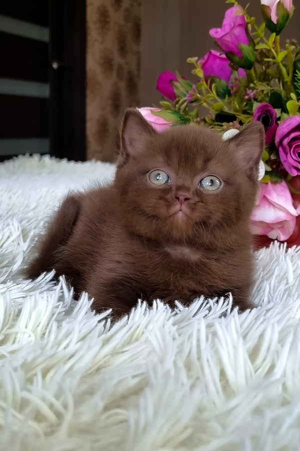 Timon | British Shorthair Kitten