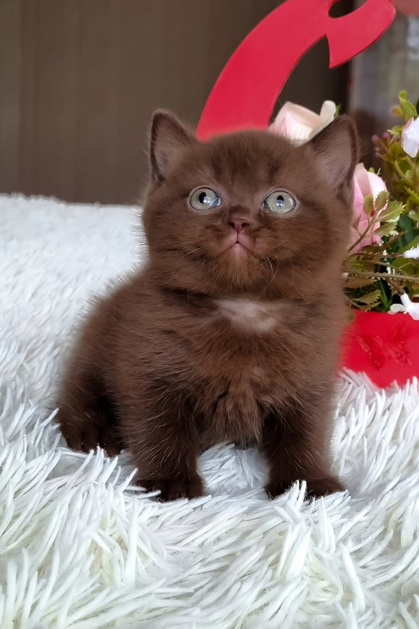 Timon | British Shorthair Kitten