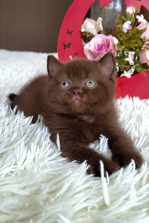 Timon | British Shorthair Kitten