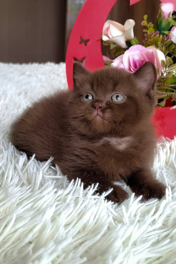 Timon | British Shorthair Kitten