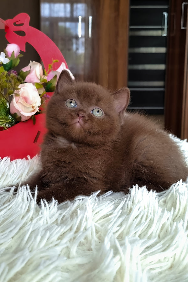 Timon | British Shorthair Kitten