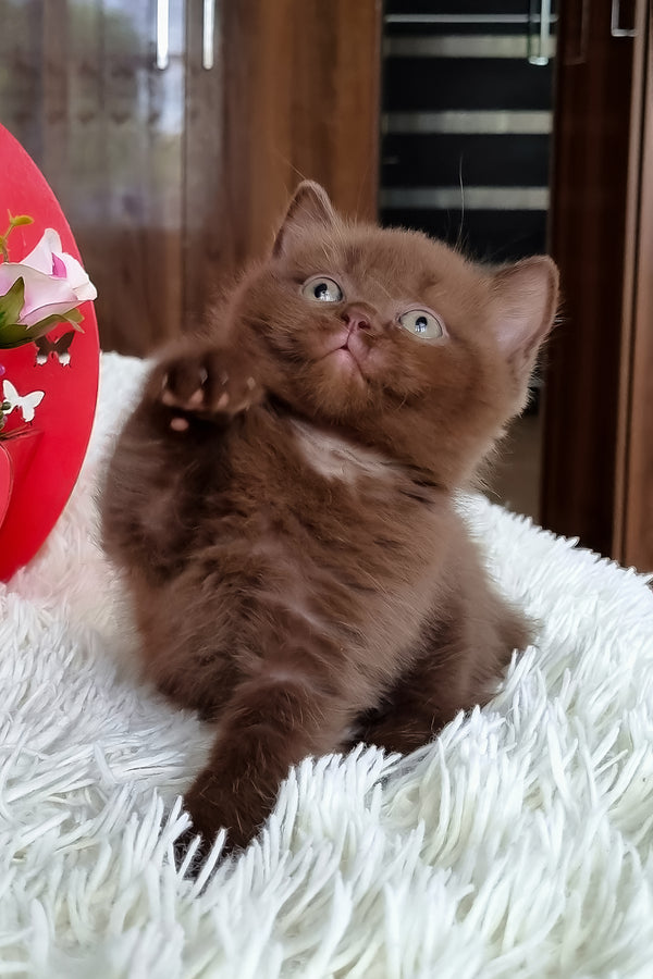 Timon | British Shorthair Kitten
