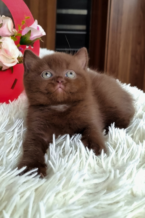 Timon | British Shorthair Kitten