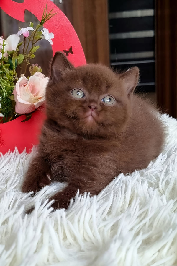 Timon | British Shorthair Kitten