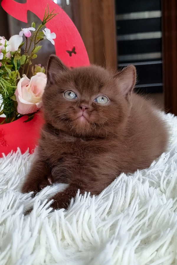 Timon | British Shorthair Kitten
