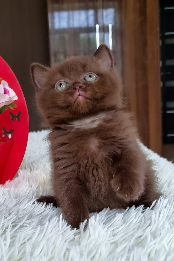 Timon | British Shorthair Kitten