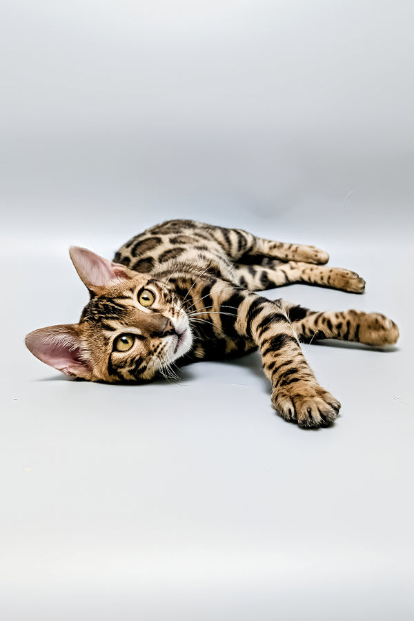 Tina | Bengal Kitten