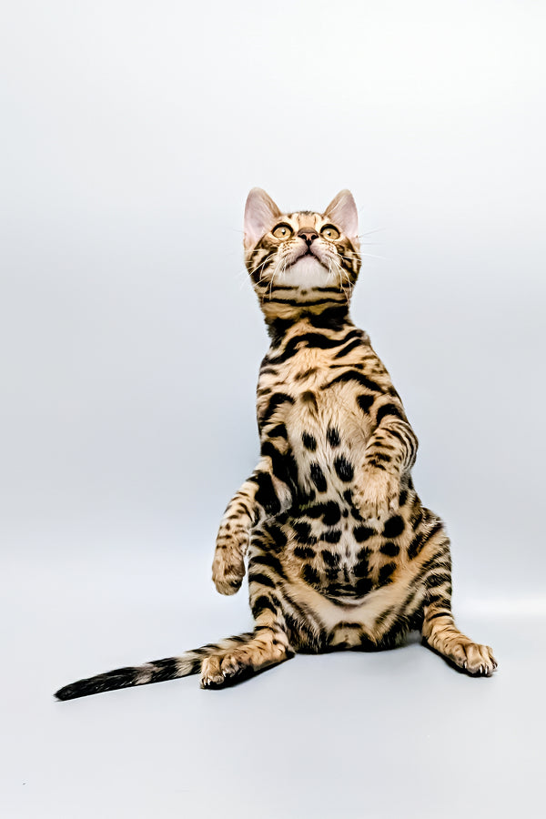 Tina | Bengal Kitten
