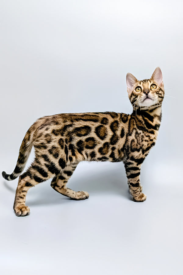 Tina | Bengal Kitten