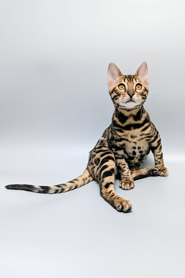 Tina | Bengal Kitten