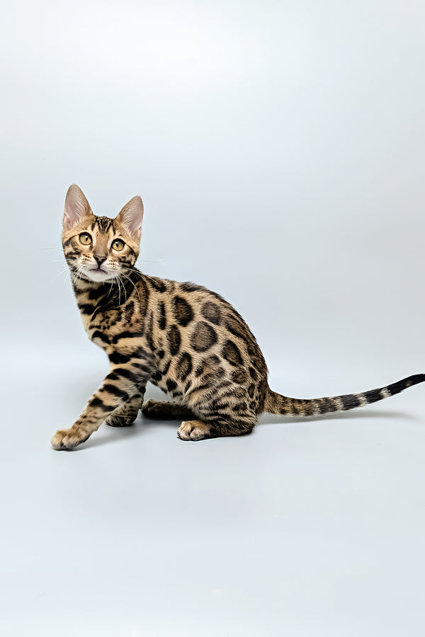Tina | Bengal Kitten