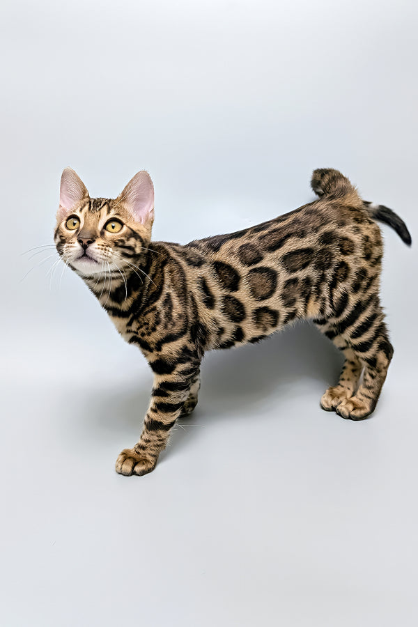 Tina | Bengal Kitten