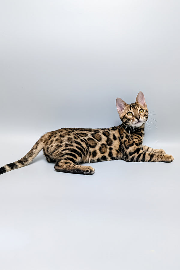 Tina | Bengal Kitten