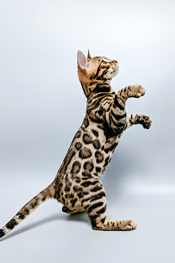 Tina | Bengal Kitten
