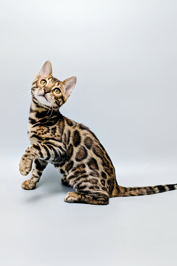 Tina | Bengal Kitten