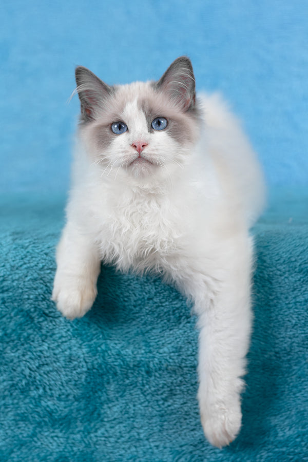 Tobias | Ragdoll Kitten