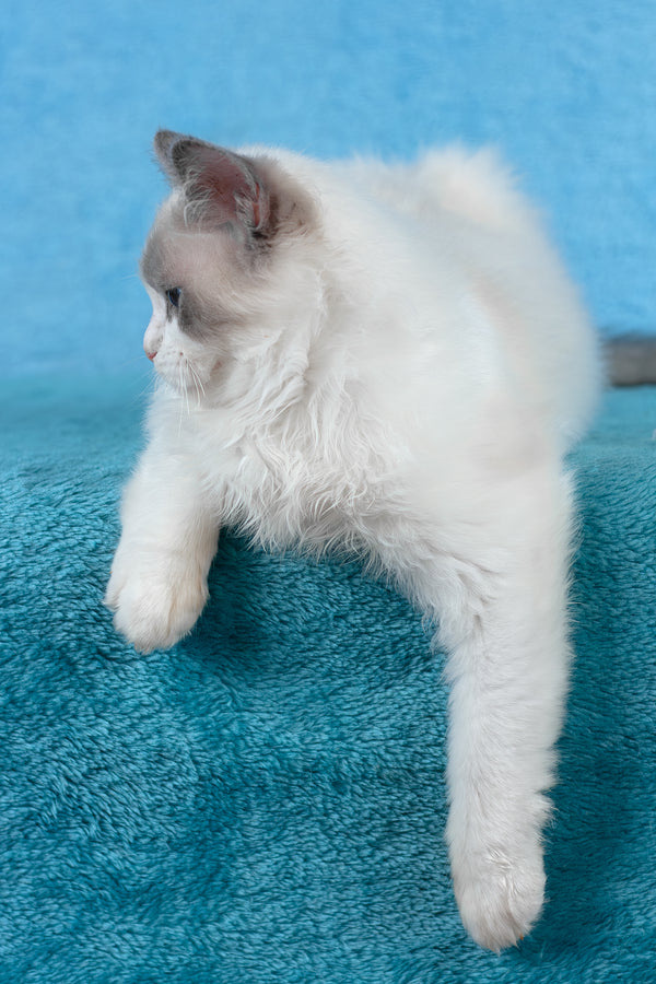 Tobias | Ragdoll Kitten