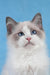 Tobias | Ragdoll Kitten