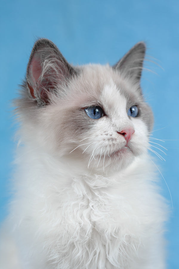Tobias | Ragdoll Kitten