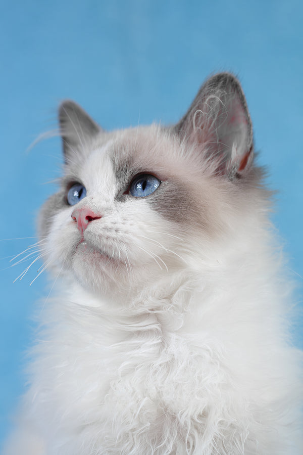 Tobias | Ragdoll Kitten