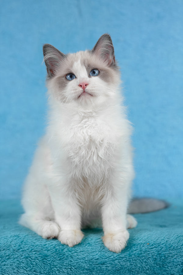 Tobias | Ragdoll Kitten
