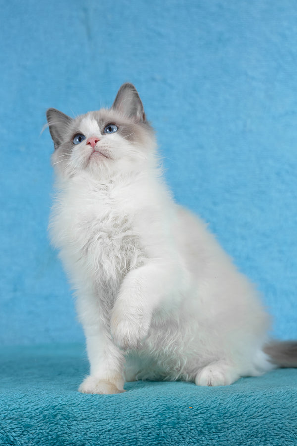 Tobias | Ragdoll Kitten