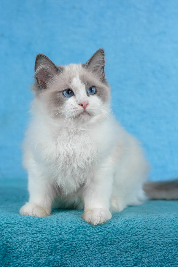Tobias | Ragdoll Kitten