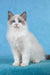 Tobias | Ragdoll Kitten