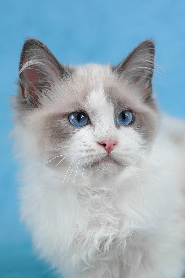 Tobias | Ragdoll Kitten