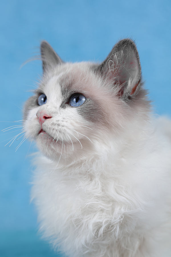 Tobias | Ragdoll Kitten