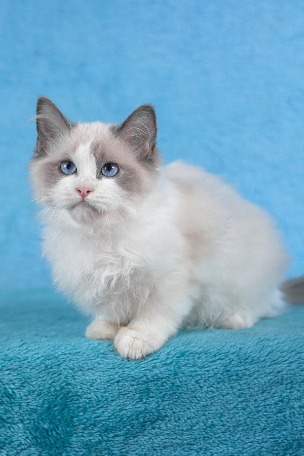 Tobias | Ragdoll Kitten