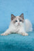 Tobias | Ragdoll Kitten