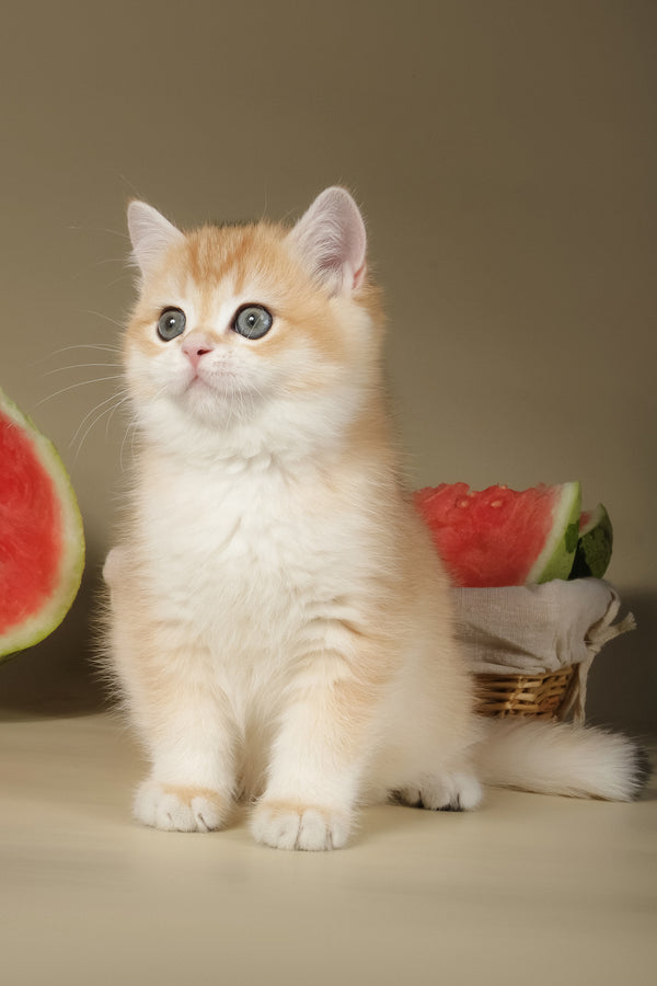 Tommy | British Shorthair Kitten