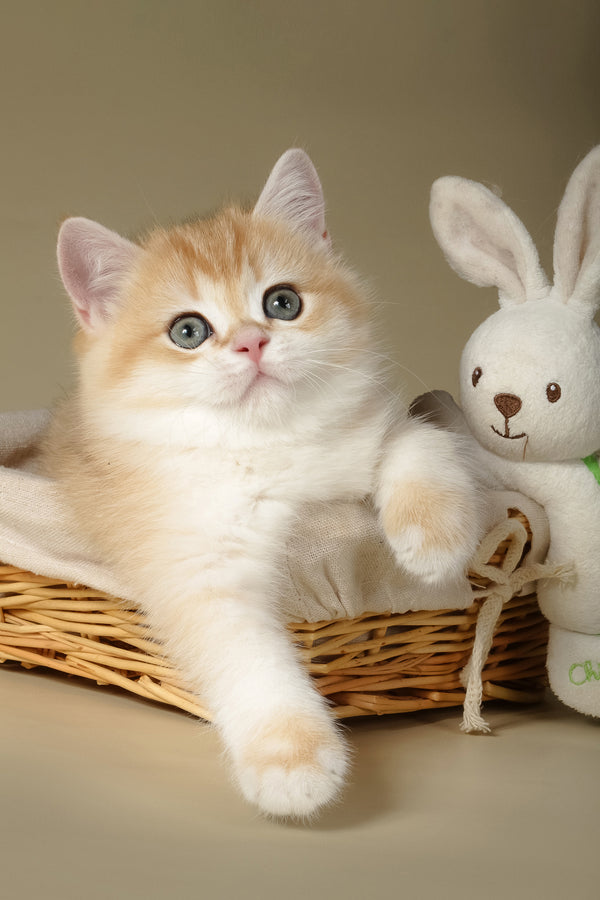 Tommy | British Shorthair Kitten