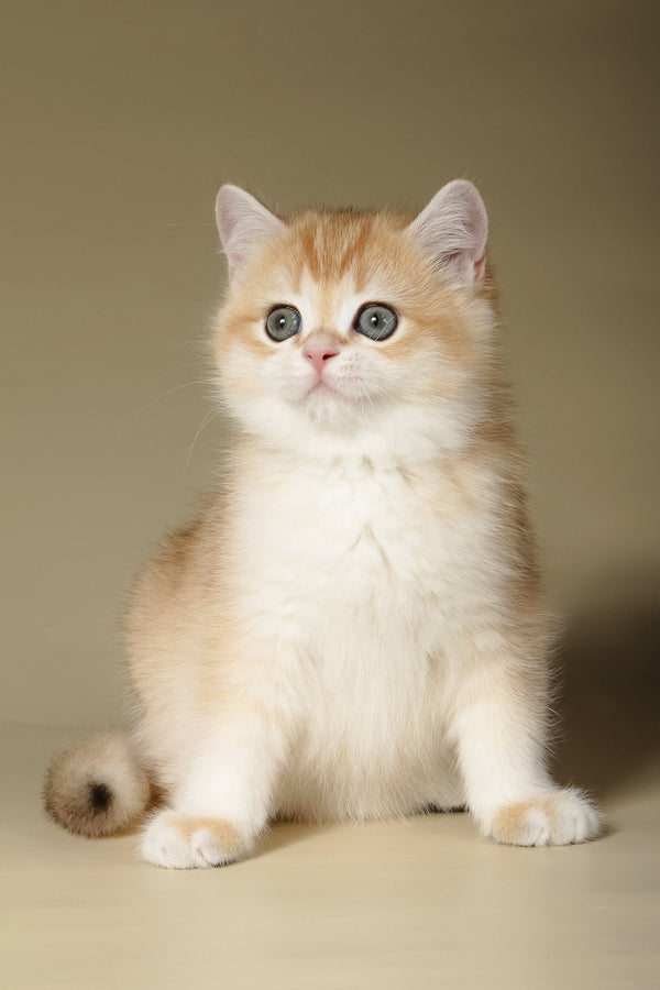 Tommy | British Shorthair Kitten