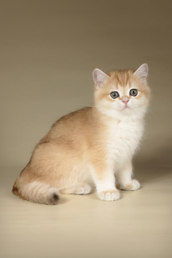 Tommy | British Shorthair Kitten