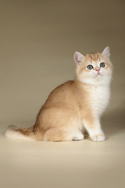 Tommy | British Shorthair Kitten