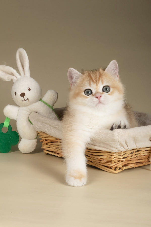 Tommy | British Shorthair Kitten