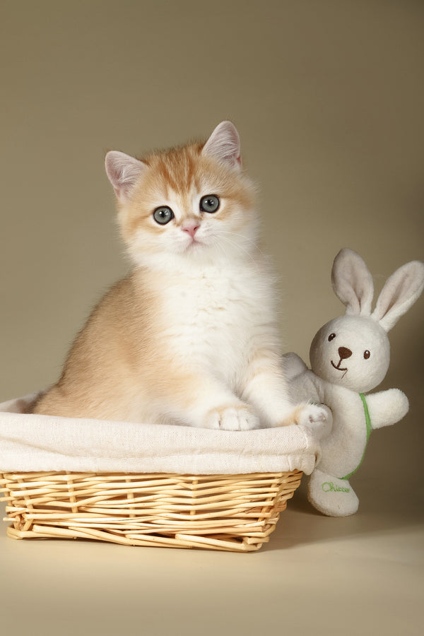 Tommy | British Shorthair Kitten