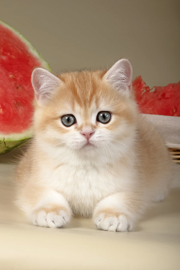 Tommy | British Shorthair Kitten