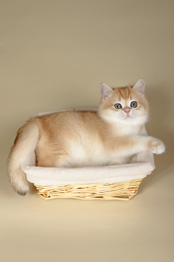 Tommy | British Shorthair Kitten