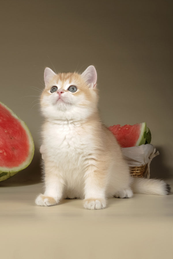 Tommy | British Shorthair Kitten
