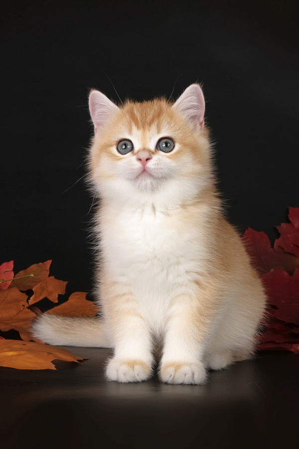 Tommy | British Shorthair Kitten